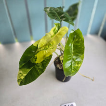 Load image into Gallery viewer, #R18 Variegated Philodendron Burle Marx