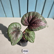 Load image into Gallery viewer, #RD48 Begonia Plum Paisley