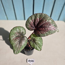 Load image into Gallery viewer, #RD48 Begonia Plum Paisley