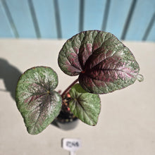 Load image into Gallery viewer, #RD48 Begonia Plum Paisley