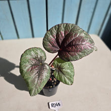 Load image into Gallery viewer, #RD48 Begonia Plum Paisley