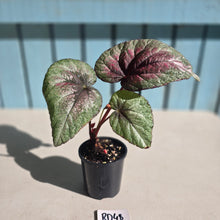 Load image into Gallery viewer, #RD48 Begonia Plum Paisley