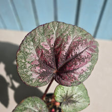 Load image into Gallery viewer, #RD48 Begonia Plum Paisley