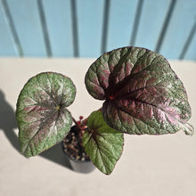 Load image into Gallery viewer, #RD48 Begonia Plum Paisley