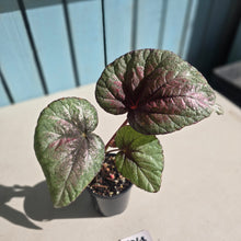 Load image into Gallery viewer, #RD48 Begonia Plum Paisley