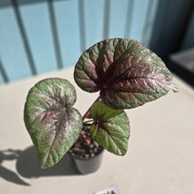 Load image into Gallery viewer, #RD48 Begonia Plum Paisley