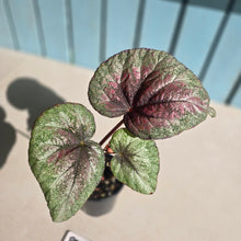 Load image into Gallery viewer, #RD48 Begonia Plum Paisley