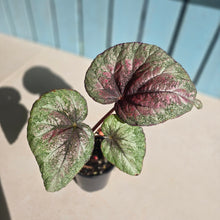 Load image into Gallery viewer, #RD48 Begonia Plum Paisley