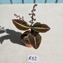 Load image into Gallery viewer, #R82 Labisia Brown Pink