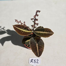 Load image into Gallery viewer, #R82 Labisia Brown Pink