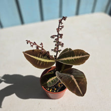 Load image into Gallery viewer, #R82 Labisia Brown Pink