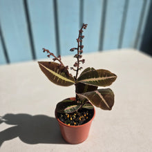 Load image into Gallery viewer, #R82 Labisia Brown Pink