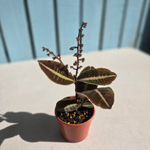 Load image into Gallery viewer, #R82 Labisia Brown Pink