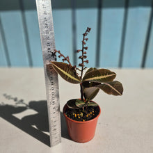 Load image into Gallery viewer, #R82 Labisia Brown Pink