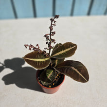 Load image into Gallery viewer, #R82 Labisia Brown Pink