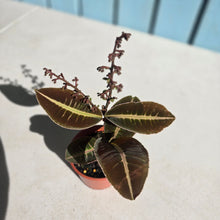 Load image into Gallery viewer, #R82 Labisia Brown Pink