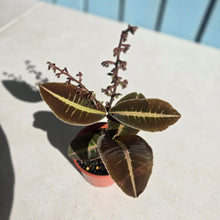 Load image into Gallery viewer, #R82 Labisia Brown Pink