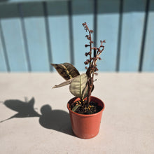 Load image into Gallery viewer, #R82 Labisia Brown Pink