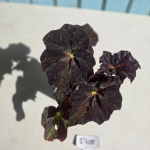 Load image into Gallery viewer, #D105 Begonia Black Star Rising