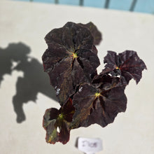 Load image into Gallery viewer, #D105 Begonia Black Star Rising