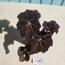Load image into Gallery viewer, #D105 Begonia Black Star Rising