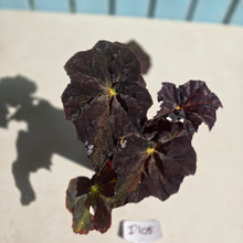 Load image into Gallery viewer, #D105 Begonia Black Star Rising
