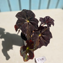 Load image into Gallery viewer, #D105 Begonia Black Star Rising
