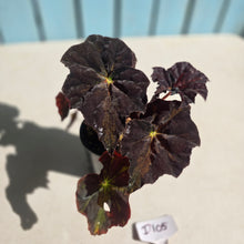 Load image into Gallery viewer, #D105 Begonia Black Star Rising
