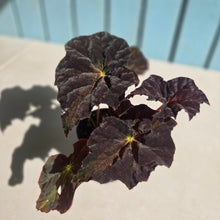 Load image into Gallery viewer, #D105 Begonia Black Star Rising