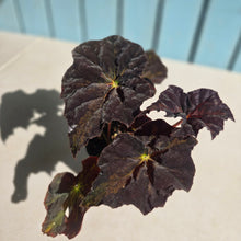 Load image into Gallery viewer, #D105 Begonia Black Star Rising