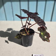 Load image into Gallery viewer, #D105 Begonia Black Star Rising