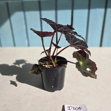 Load image into Gallery viewer, #D105 Begonia Black Star Rising