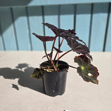 Load image into Gallery viewer, #D105 Begonia Black Star Rising