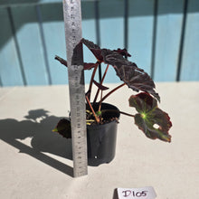Load image into Gallery viewer, #D105 Begonia Black Star Rising