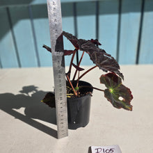 Load image into Gallery viewer, #D105 Begonia Black Star Rising