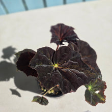 Load image into Gallery viewer, #D105 Begonia Black Star Rising