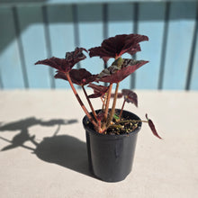 Load image into Gallery viewer, #D105 Begonia Black Star Rising