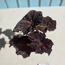 Load image into Gallery viewer, #D105 Begonia Black Star Rising