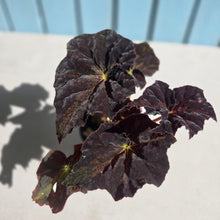 Load image into Gallery viewer, #D105 Begonia Black Star Rising