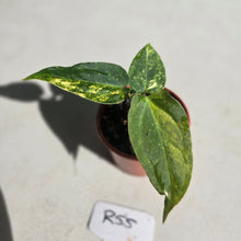 Load image into Gallery viewer, #R55 Variegated Anthurium Forgetii x