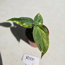 Load image into Gallery viewer, #R55 Variegated Anthurium Forgetii x