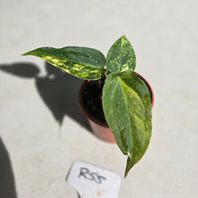 Load image into Gallery viewer, #R55 Variegated Anthurium Forgetii x