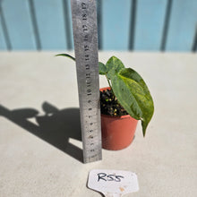 Load image into Gallery viewer, #R55 Variegated Anthurium Forgetii x
