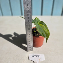 Load image into Gallery viewer, #R55 Variegated Anthurium Forgetii x