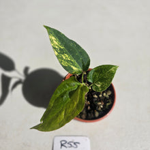 Load image into Gallery viewer, #R55 Variegated Anthurium Forgetii x