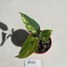 Load image into Gallery viewer, #R55 Variegated Anthurium Forgetii x