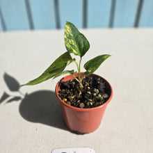 Load image into Gallery viewer, #R55 Variegated Anthurium Forgetii x