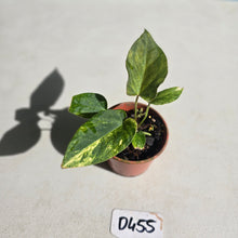 Load image into Gallery viewer, #D455 Variegated Anthurium Forgetii x