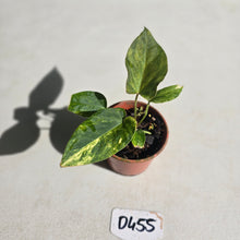 Load image into Gallery viewer, #D455 Variegated Anthurium Forgetii x