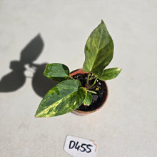 Load image into Gallery viewer, #D455 Variegated Anthurium Forgetii x